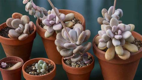 Types Of Succulents For Your Home And Garden With Pictures