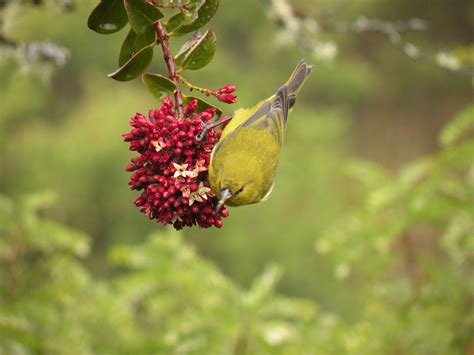 Island Conservation Birds at the Edge: The Plight of the Hawaiian Honeycreepers - Island ...