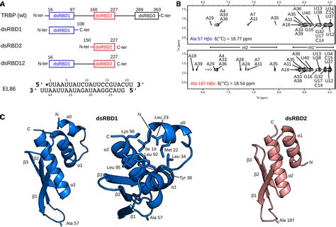 Structural Basis Of Sirna Recognition By Trbp Double‐stranded Rna