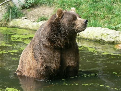 Kodiak bear - Facts, Diet, Habitat & Pictures on Animalia.bio