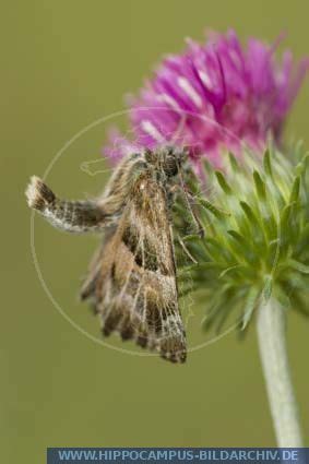 Carcharodus Alceae Alias Mallow Skipper Hippocampus Bildarchiv