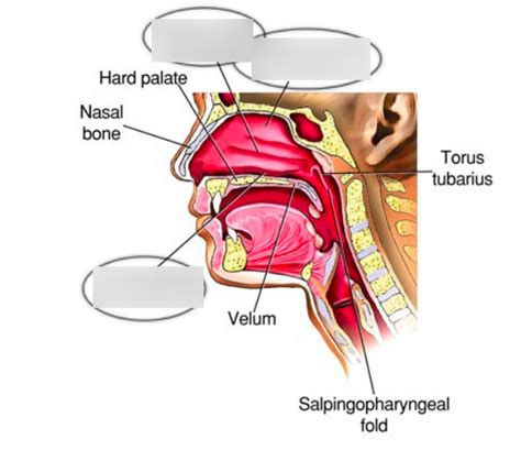 pic 30 nasal cavity Diagram | Quizlet