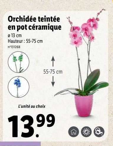 Promo Orchid E Teint E En Pot C Ramique Chez Lidl Icatalogue Fr