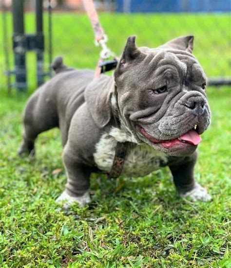 Exotic Bully: Breed Info, History, Traits & Facts (With Pictures)