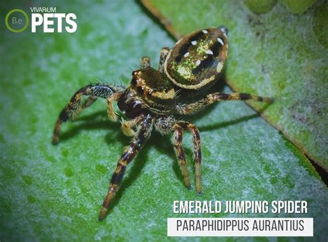 Emerald Jumping Spider A Paraphidippus Aurantius Care Guide