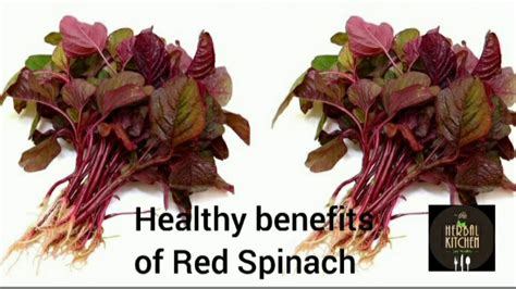 Red Spinach Benefits