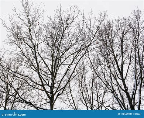 3,895 Silhouette Snowy Trees Photos - Free & Royalty-Free Stock Photos ...