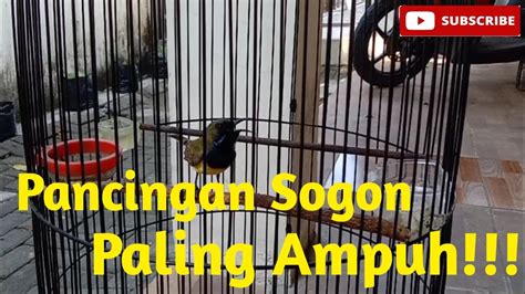 Pancingan Sogon Bahan Agar Bunyi Durasi Istimewa Youtube