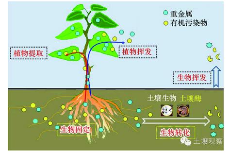 土壤重金属修复技术土壤修复技术吸附重金属大山谷图库