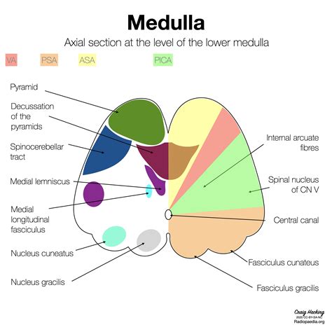 Image Radiopaedia Org