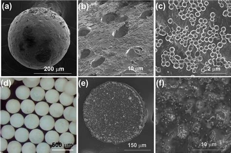 A Sem Image Of A Bg Pcl Bead B Surface Morphology Of A Bg Pcl