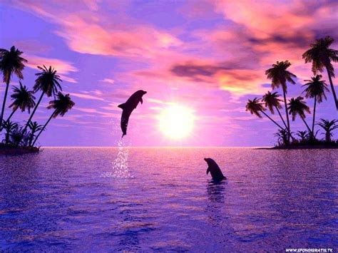 Wallpaper Dolphin Sunset - WallpaperSafari