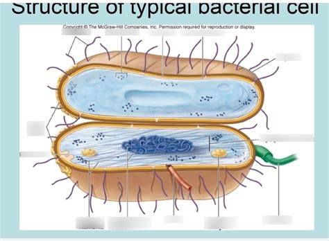 Wiring And Diagram Labeled Simple Bacteria Diagram Bc | Hot Sex Picture