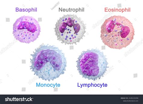 Eosinophils Basophils Neutrophils