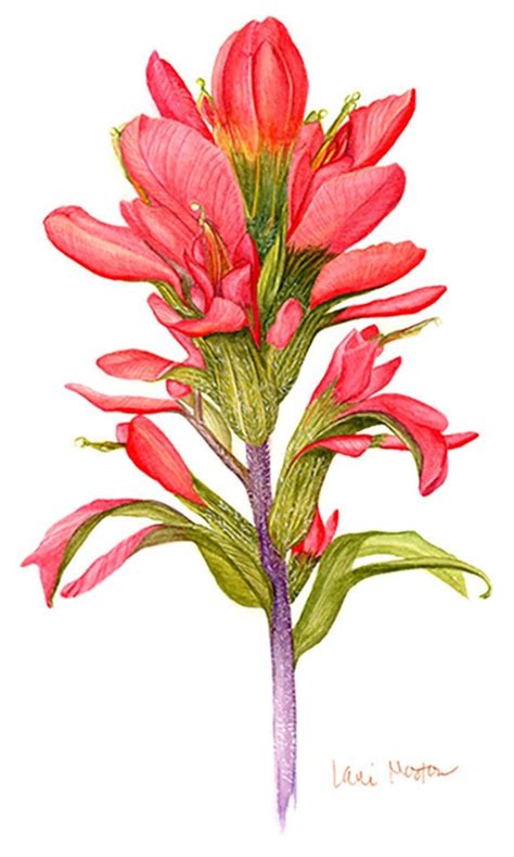 Wyoming Indian Paintbrush Etsy