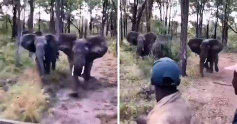 Tiktok Video Of African Safari Guides In 4x4 Being Chased By Crazy