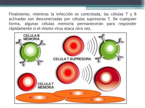 La Respuesta Inmune Inmunoterapia Ppt Descargar