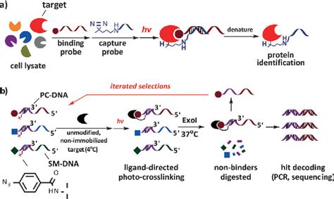 Figure 1 From Selection Of Dna Encoded Small Molecule Libraries Against Unmodified And Non