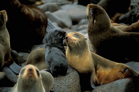 Northern Fur Seals Joel Sartore