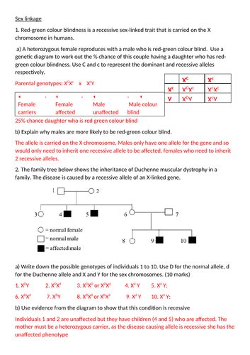 Sex Linkage A Level Biology Teaching Resources