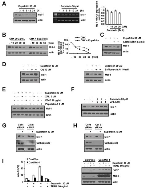 Eupafolin Induced Cathepsin S Mediated Down Regulation Of Mcl