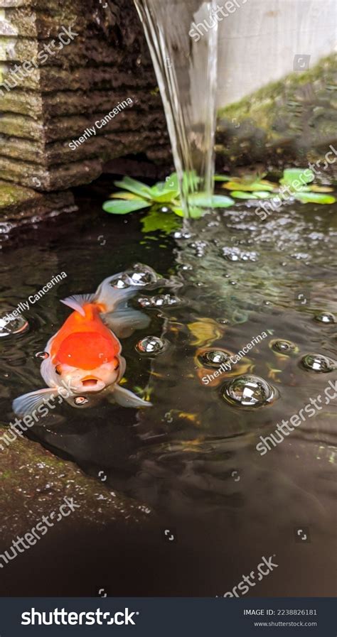 Oranda Goldfish Carassius Gibelio Forma Auratus Stock Photo 2238826181