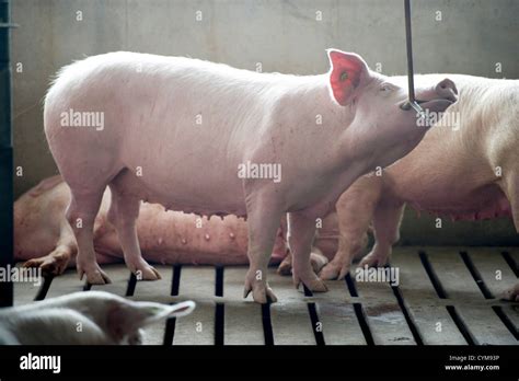 Breeding Sows Pigs Hog Farm Hi Res Stock Photography And Images Alamy