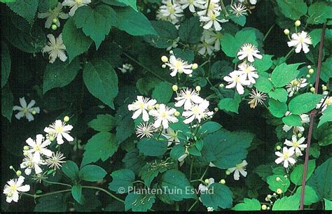 Clematis ‚paul Farges‘ Summer Snow Esveld Webshop