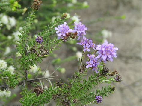 Dicots From South Cape Dc South Africa On July At Am By