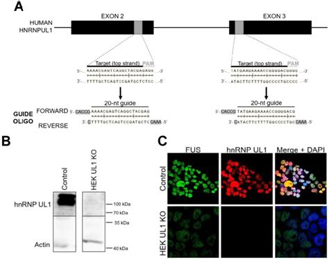 Generation Of Cells With Hnrnp Ul Knockout A The Crispr Cas System