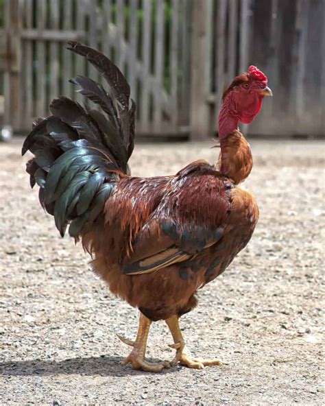 Naked Neck Turken Chicken Breed Profile Pictures