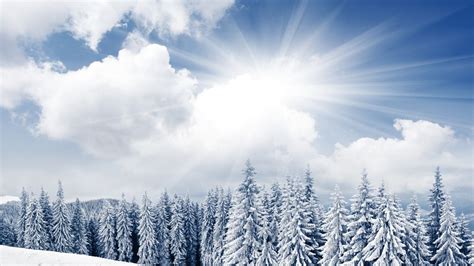 Fondos De Pantalla Pinos Cubiertos De Nieve Blanca Bajo Un Cielo Azul