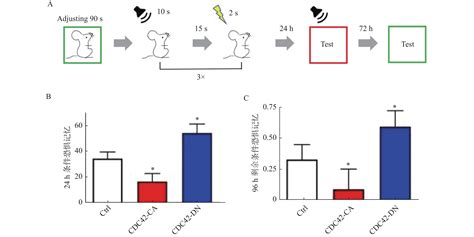调控海马神经元中cdc42蛋白活性对小鼠记忆和焦虑行为影响的研究