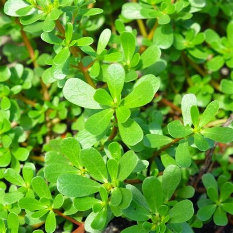 Tomorrowseeds Green Purslane Seeds 3000 Count Packet Portulaca