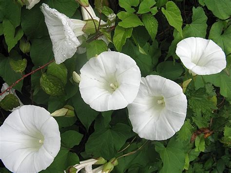 The Hedge Bindweed Or Morning Glory An Invasive Plant In Bc Owlcation