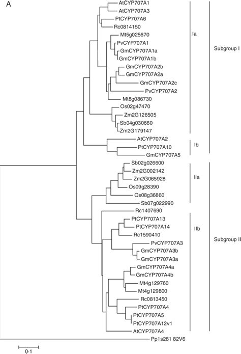 A Phylogenetic Analysis Of Cyp A Proteins From Arabidopsis