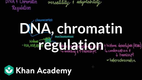 Dna And Chromatin Regulation Biomolecules Mcat Khan Academy Youtube