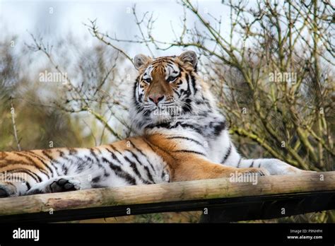 Tigers Howletts Zoo Stock Photo - Alamy