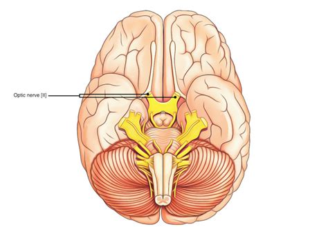 Optic Nerve Earths Lab