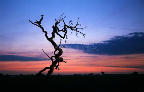 Photos De Arbre Mort De Silhouette Photos De Stock Gratuites