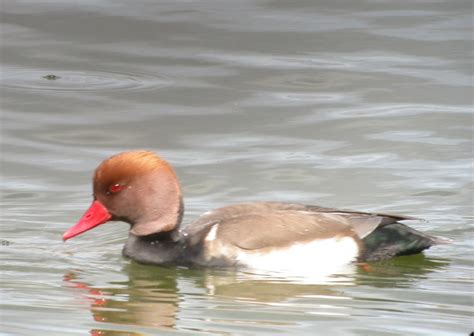 Portugal Bird Photos