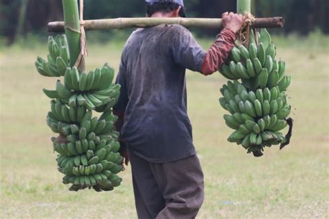 Kabupaten Penghasil Pisang Terbanyak Di Indonesia Salah Satunya Ada Di