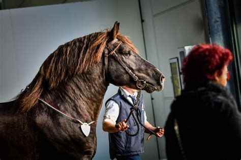 Fieracavalli Palcoscenico Per I Migliori Esemplari Equestri Al Mondo