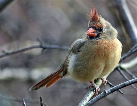 Female Cardinal