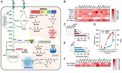 PDF Repurposing Type III Polyketide Synthase As A Malonyl CoA