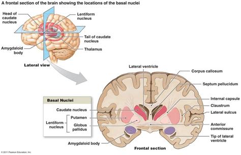 The Corpus Striatum Or