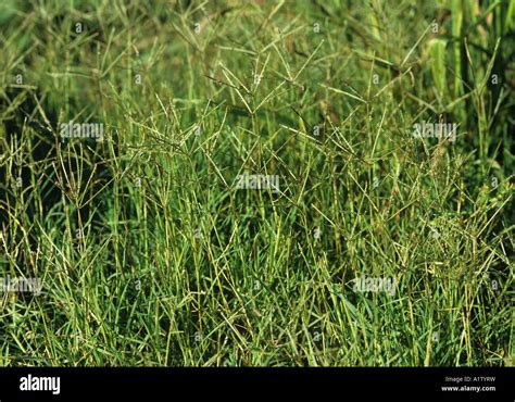 Hierba Bermuda Cynodon Dactylon Floraci N Gram Neas Fotograf A De Stock