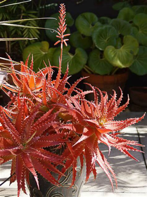 Aloe Dorotheae Sunset Aloe World Of Succulents