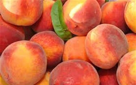 Cresthaven Peach Tree 1 Gallon Potted Plant Fruit Bearing Etsy