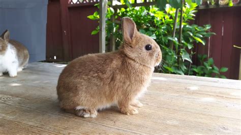 Broken Chestnut Cinnamon Netherland Dwarf Rabbits YouTube